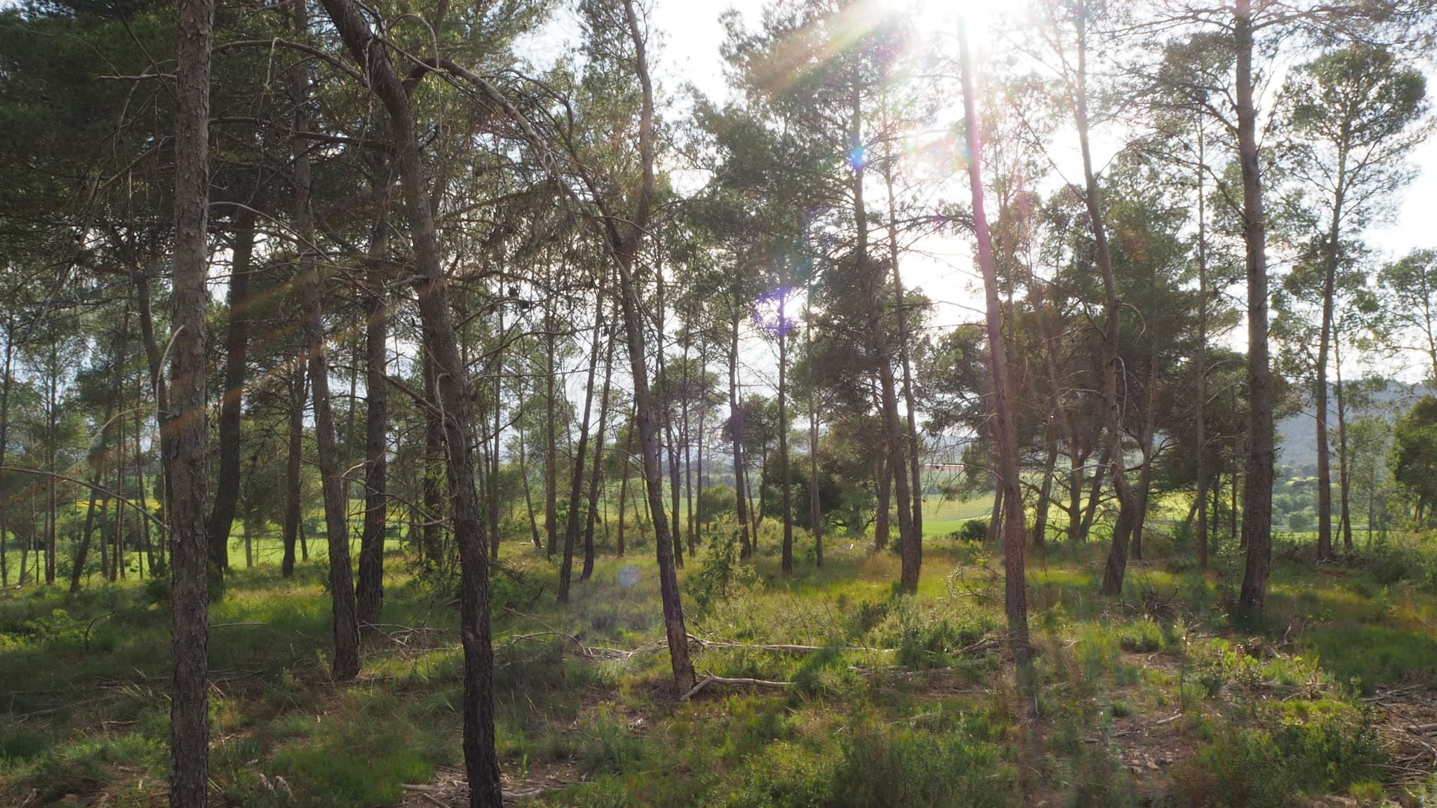 Clariana de pins il·luminada pel sol al bosc de l'Anoia